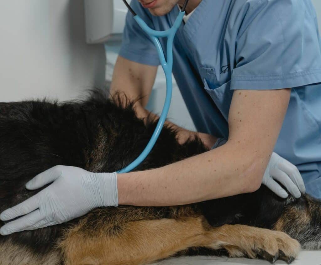 Veterinary Medicine